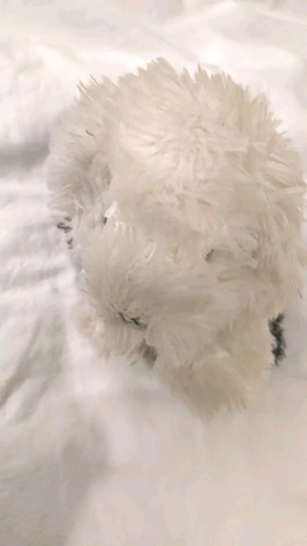 Dulux paint cane peluche - dulux,