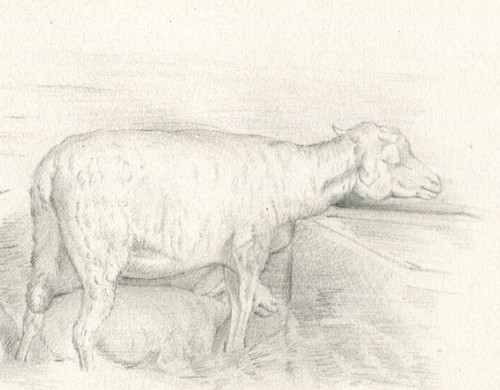 Paesaggio animale pecora - ,